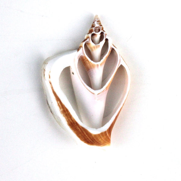 Center Cut Canary Strombus Seashells