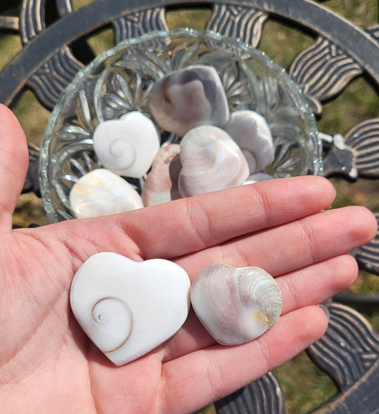 Shiva Shell Heart