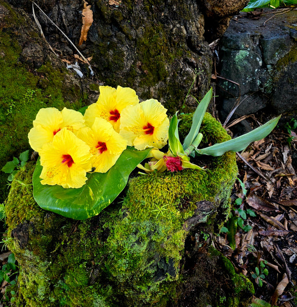 Mindful Adventure Hawai'i Retreat 2026 - Full Guided Week in Paradise - April 28-May 5