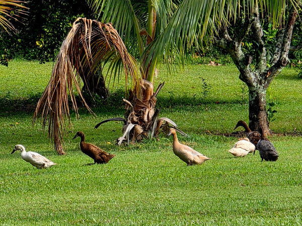 Mindful Adventure Hawai'i Retreat 2026 - Full Guided Week in Paradise - April 28-May 5