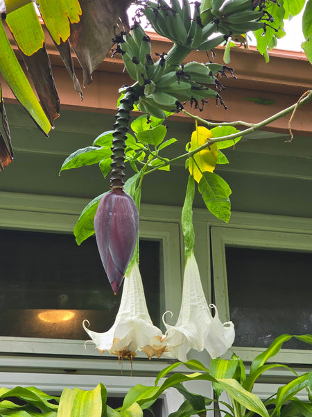 Mindful Adventure Hawai'i Retreat 2026 - Full Guided Week in Paradise - April 28-May 5