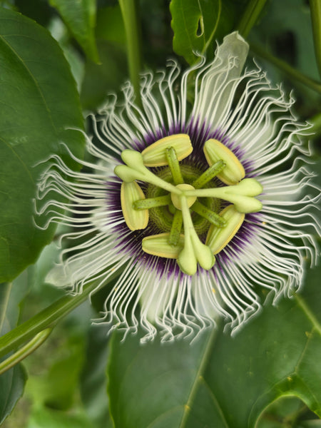 Mindful Adventure Hawai'i Retreat 2026 - Full Guided Week in Paradise - April 28-May 5