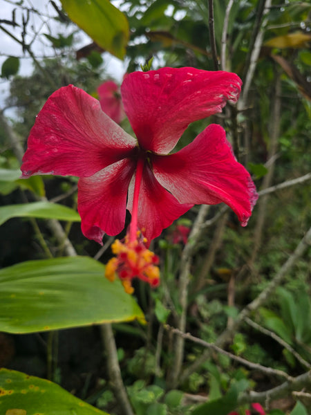 Mindful Adventure Hawai'i Retreat 2026 - Full Guided Week in Paradise - April 28-May 5