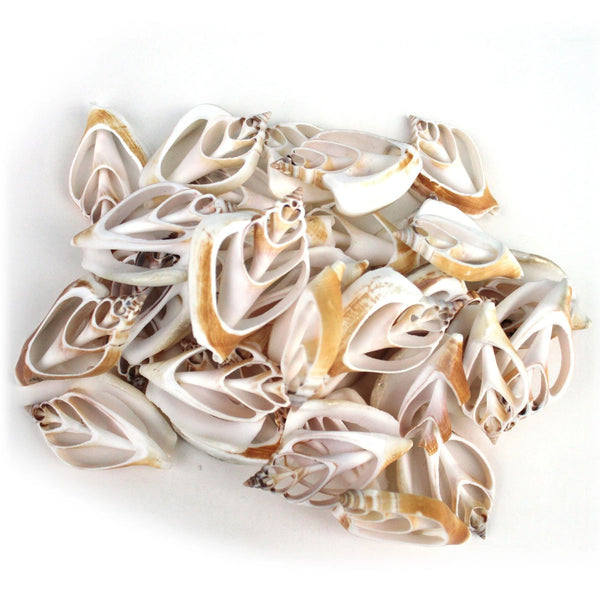 Center Cut Canary Strombus Seashells