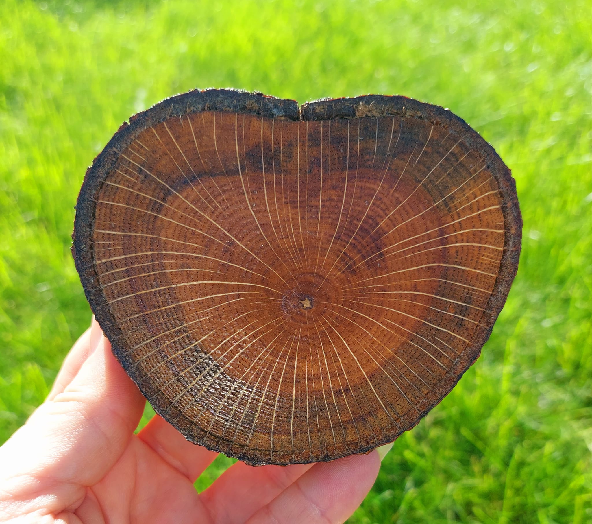 Mighty Oak 1846 Heart Series Set of 4 Coasters by Jen DuPont