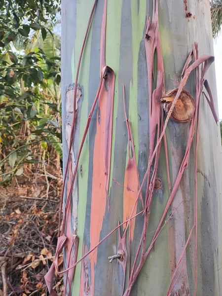 Mindful Adventure Hawai'i Retreat 2026 - Full Guided Week in Paradise - April 28-May 5