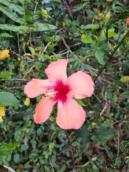 Mindful Adventure Hawai'i Retreat 2026 - Full Guided Week in Paradise - April 28-May 5