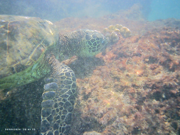 Mindful Adventure Hawai'i Retreat 2026 - Full Guided Week in Paradise - April 28-May 5
