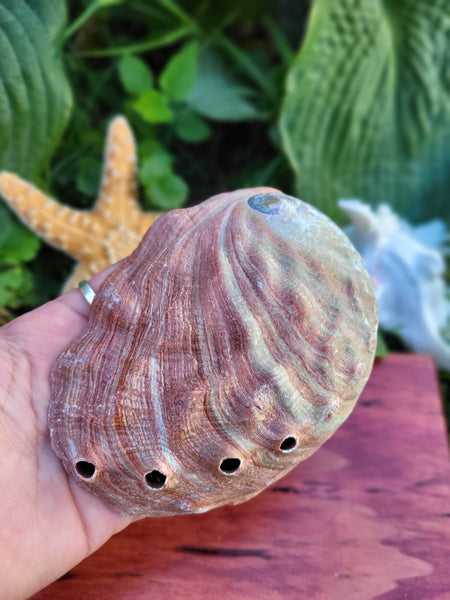 Red Abalone Shells - 4-5"