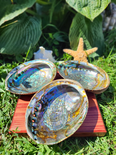 Abalone Shell 6-6.75"