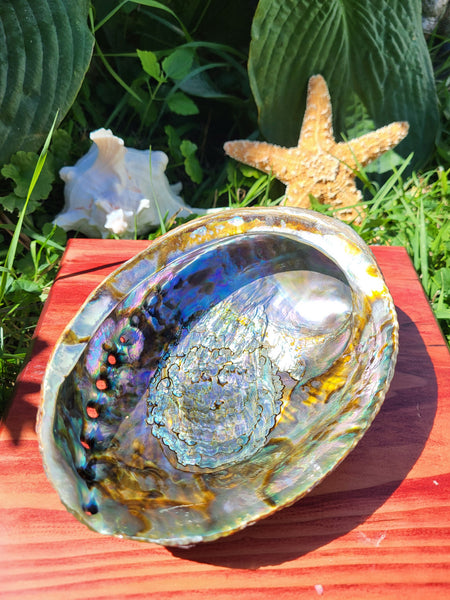 Abalone Shell 6-6.75"
