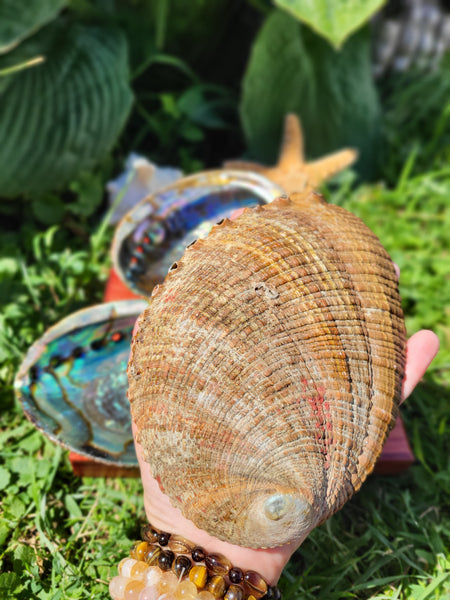 Abalone Shell 6-6.75"
