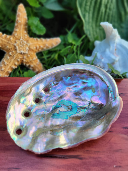 Red Abalone Shells - 4-5"