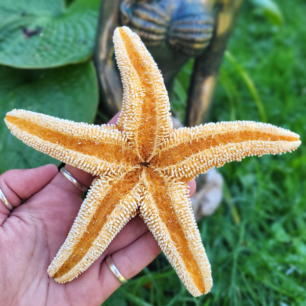 Large Sugar Starfish - 6-7"