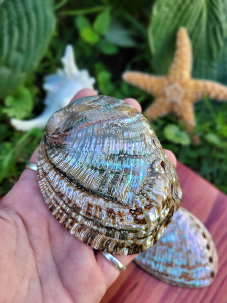 Polished Green Abalone Seashell - 3-3.5”