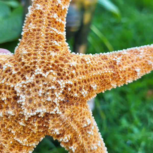 Large Sugar Starfish - 6-7"