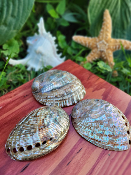 Polished Green Abalone Seashell - 3-3.5”