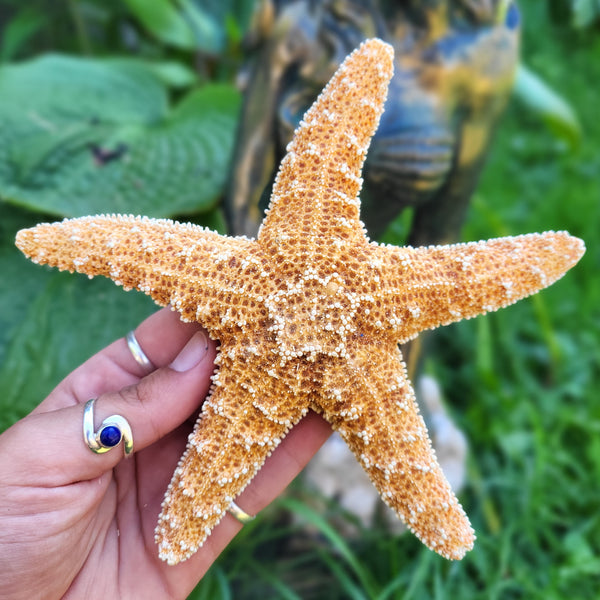 Large Sugar Starfish - 6-7"