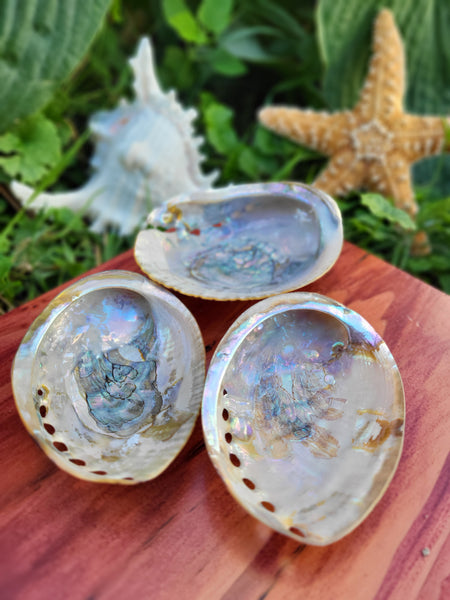 Polished Green Abalone Seashell - 3-3.5”