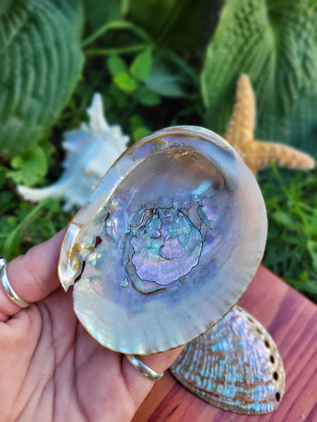 Polished Green Abalone Seashell - 3-3.5”