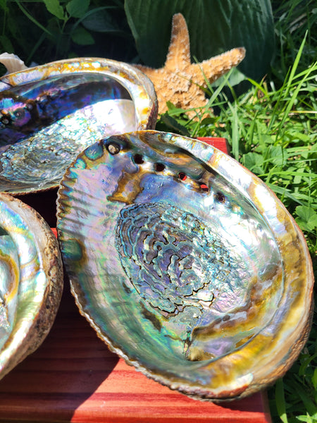 Abalone Shell 6-6.75"