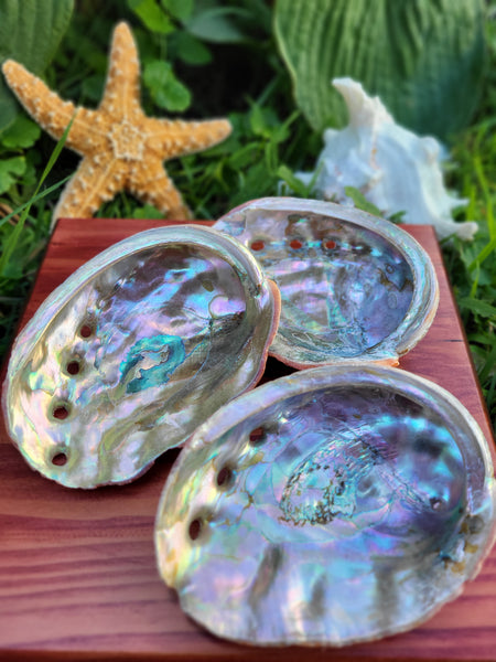 Red Abalone Shells - 4-5"