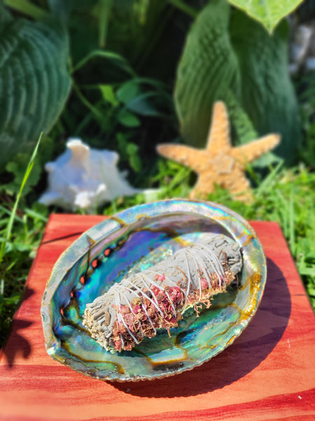 Abalone Shell 6-6.75"