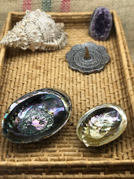Abalone Shell - The Pearl of Door County