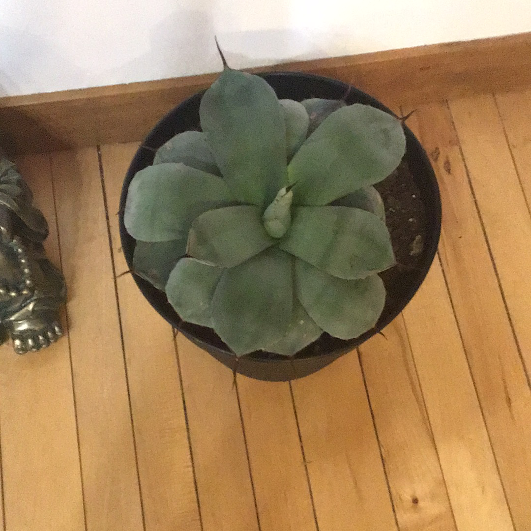 Large Succulent - The Pearl of Door County